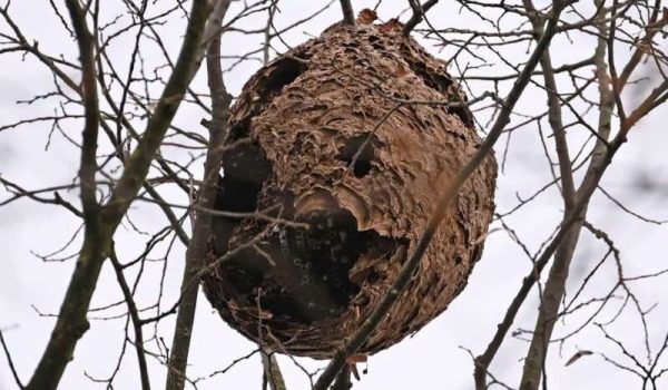 Nest-Aziatische-hoornaar-aspect-ratio-800-500