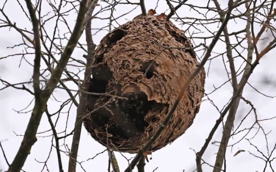 Nest-Aziatische-hoornaar-aspect-ratio-800-500