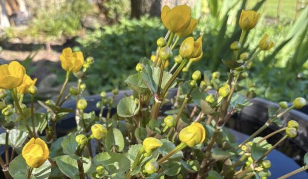 Open-Tuinen-Route-aspect-ratio-800-500