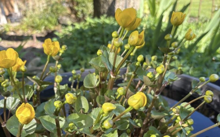 Open-Tuinen-Route-aspect-ratio-800-500