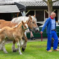 PAARDENDAG-aspect-ratio-500-500