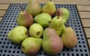 Peren-st.-Fruitcultuur-Brabant-aspect-ratio-800-500