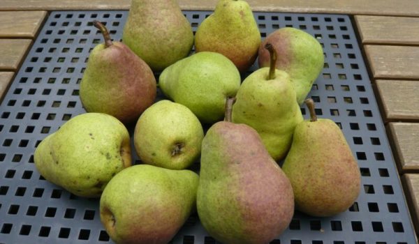 Peren-st.-Fruitcultuur-Brabant-aspect-ratio-800-500