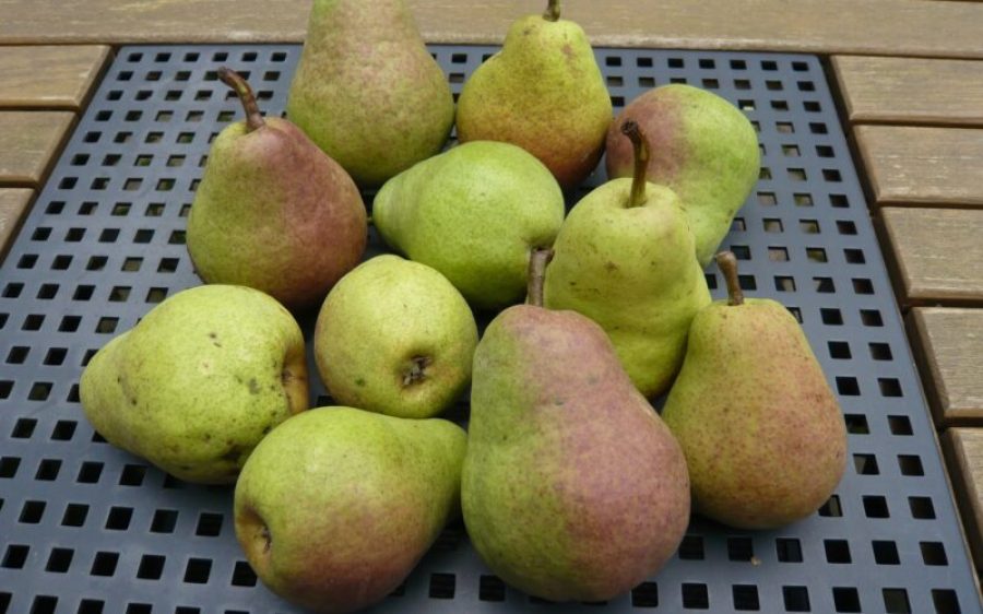 Peren-st.-Fruitcultuur-Brabant-aspect-ratio-800-500