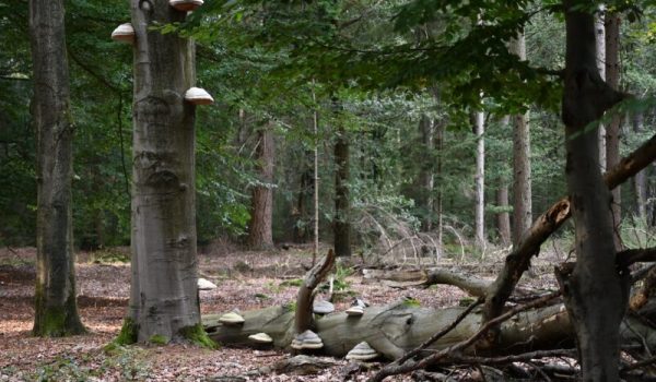 Rips-Echte-tonderzwammen-Beestenveld-@Janneke-de-Groot-aspect-ratio-800-500