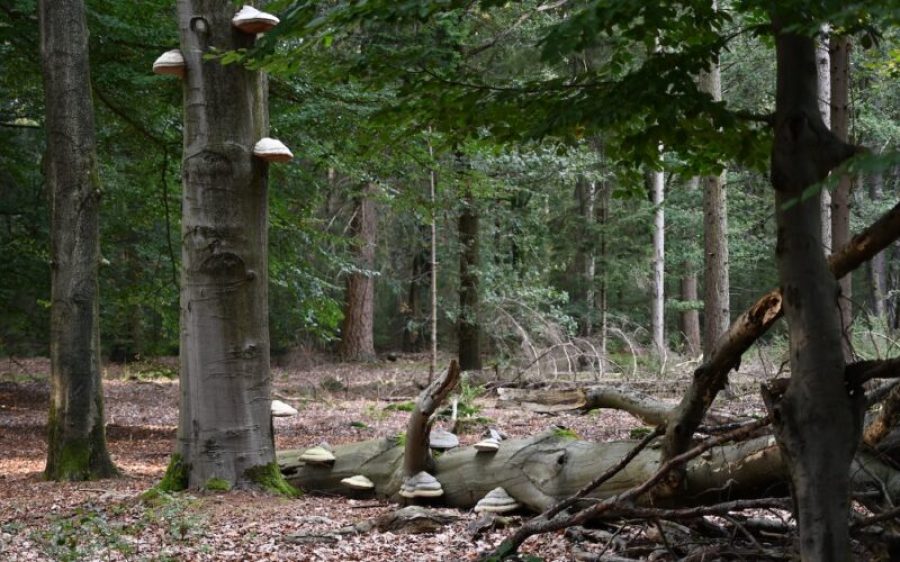 Rips-Echte-tonderzwammen-Beestenveld-@Janneke-de-Groot-aspect-ratio-800-500