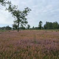 Torrenven-heide-in-bloei-aspect-ratio-500-500