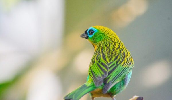 Vogel-pixabay-aspect-ratio-800-500