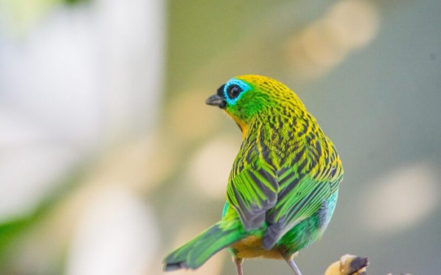 Vogel-pixabay-aspect-ratio-800-500