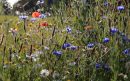 Wilde-planten-IVN-3-aspect-ratio-800-500