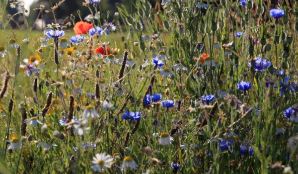 Wilde-planten-IVN-3-aspect-ratio-800-500