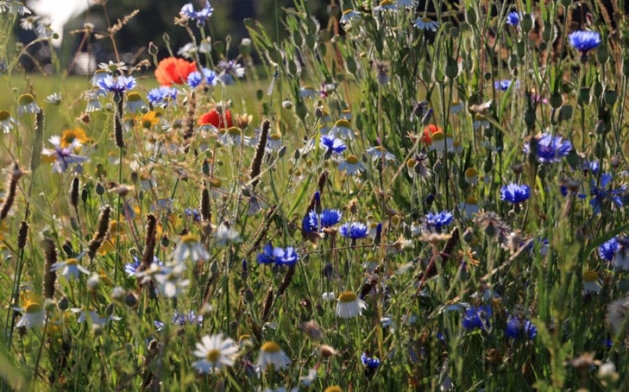 Wilde-planten-IVN-3-aspect-ratio-800-500