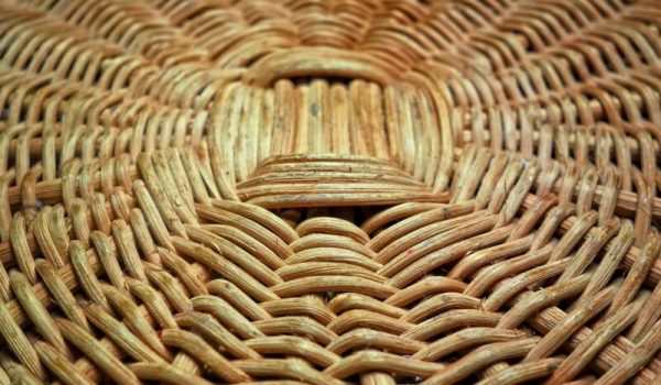 Wilgentenen-pixabay-aspect-ratio-800-500