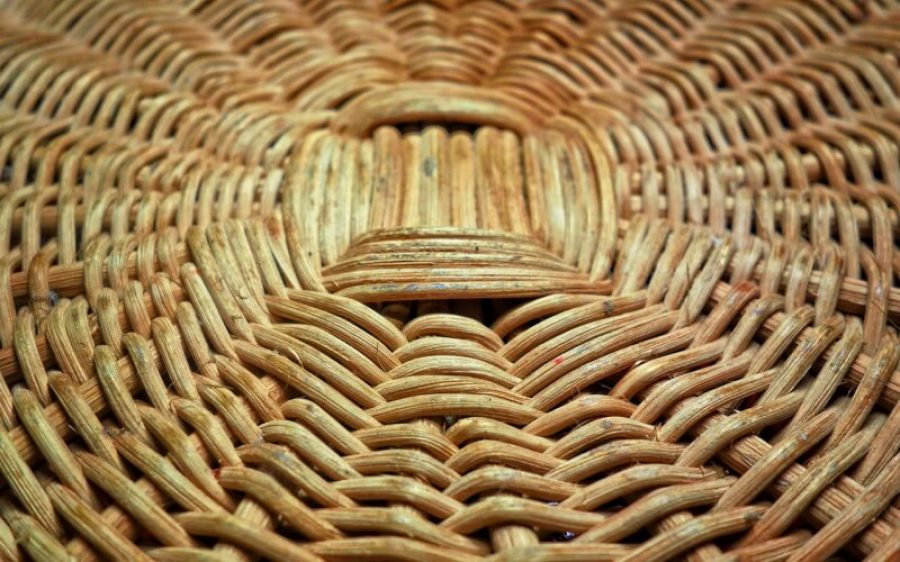 Wilgentenen-pixabay-aspect-ratio-800-500