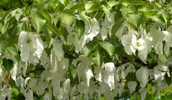 Zakdoekboom-Gemert-aspect-ratio-800-500