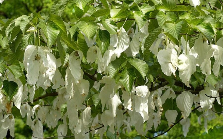 Zakdoekboom-Gemert-aspect-ratio-800-500