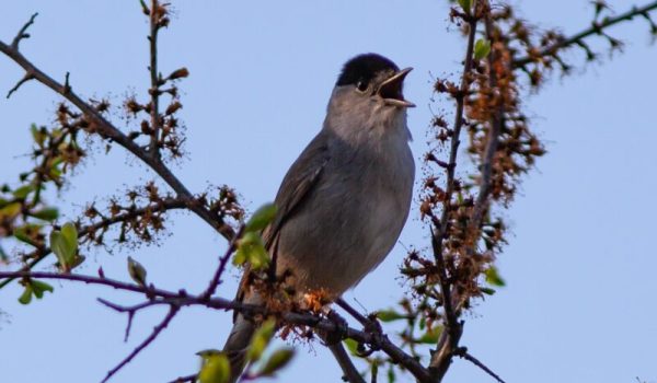 Zingende-vogel-IVN-aspect-ratio-800-500