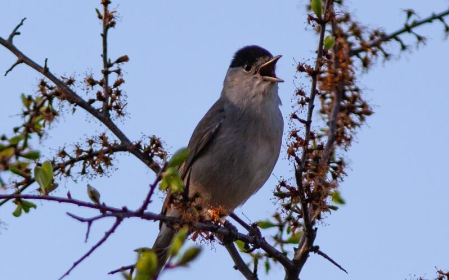 Zingende-vogel-IVN-aspect-ratio-800-500