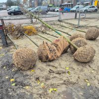 De bomen die de grond in gaan (foto: Karin van den Heuvel)