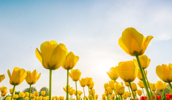 beautiful-bouquet-tulips-spring-season-scaled-aspect-ratio-800-500