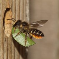 behangersbij-voor-haar-nestgang-©-P.-van-Breugel_resize-aspect-ratio-500-500