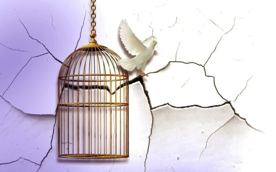 birdcage-454467_1280-aspect-ratio-800-500
