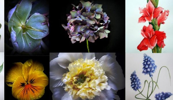 bloemen-adriana-plantinga-aspect-ratio-800-500