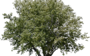 boom-Pixabay-aspect-ratio-800-500