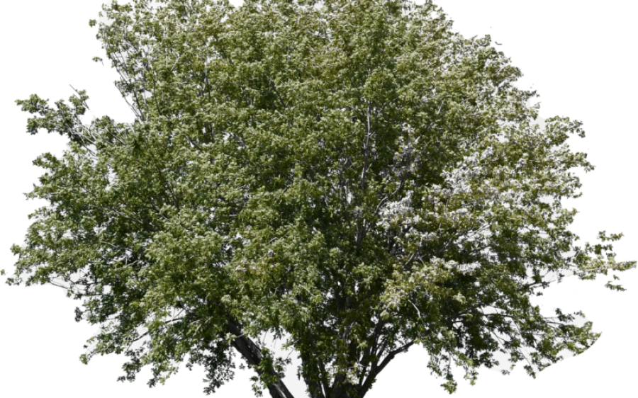 boom-Pixabay-aspect-ratio-800-500