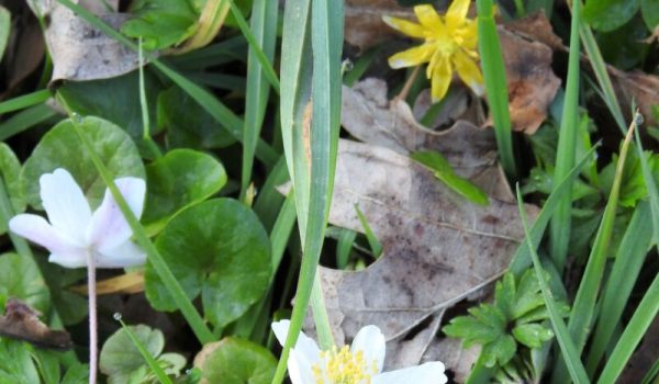 bosanemoon-aspect-ratio-800-500