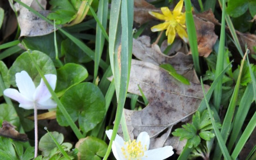 bosanemoon-aspect-ratio-800-500