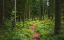 bospad-boekel-aspect-ratio-800-500