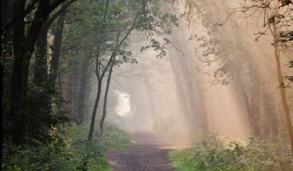 brabant.nl_-aspect-ratio-800-500