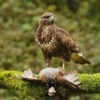 buizerd