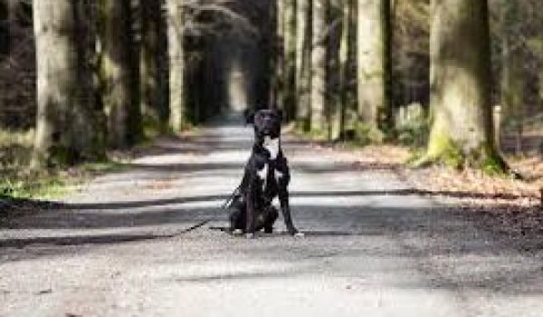 download-aspect-ratio-800-500