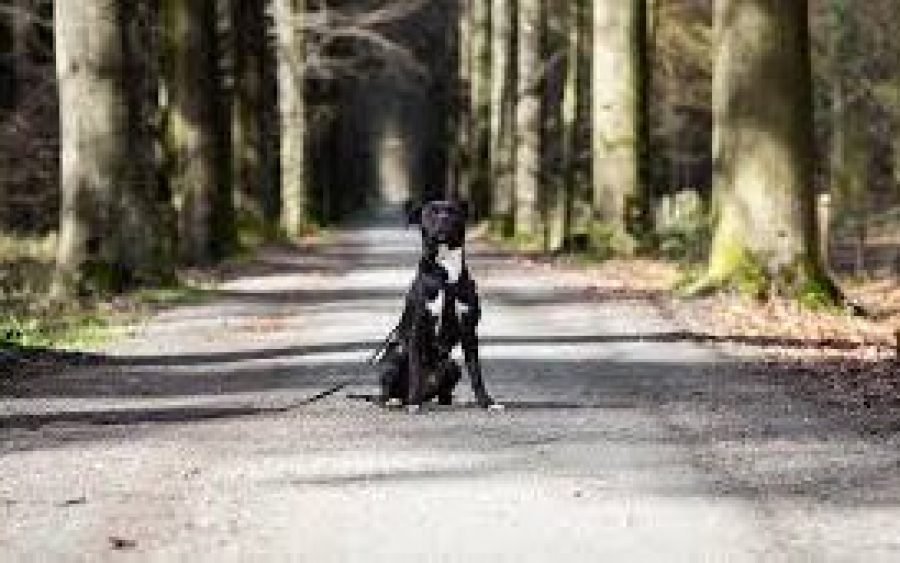 download-aspect-ratio-800-500