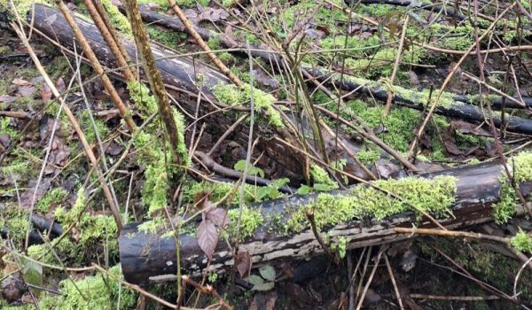 essentaksterfte-3-aspect-ratio-800-500