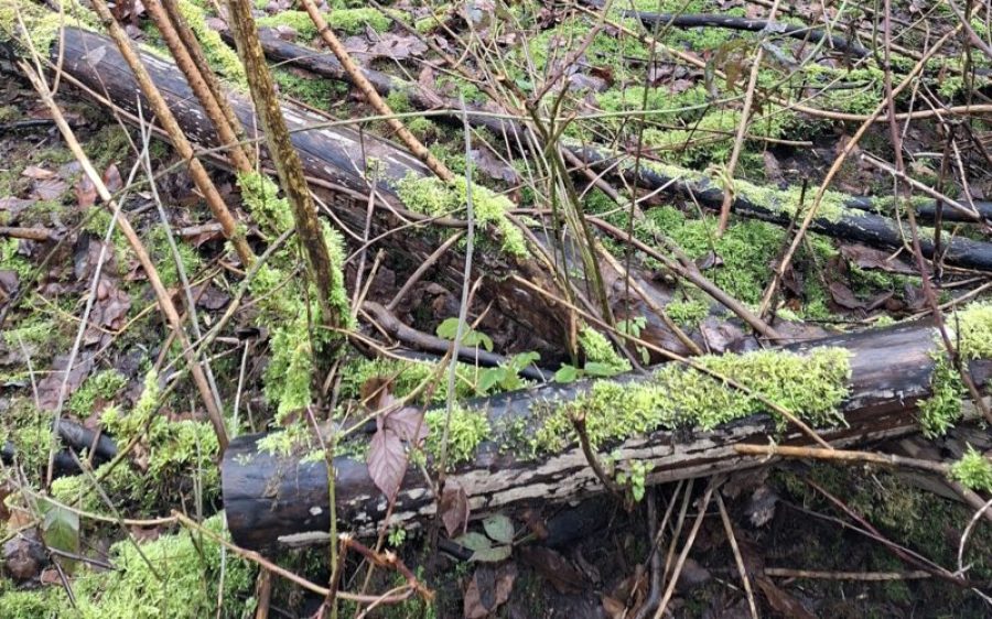 essentaksterfte-3-aspect-ratio-800-500