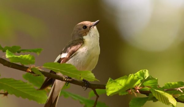 fb-Gemeente-Boekel-aspect-ratio-800-500