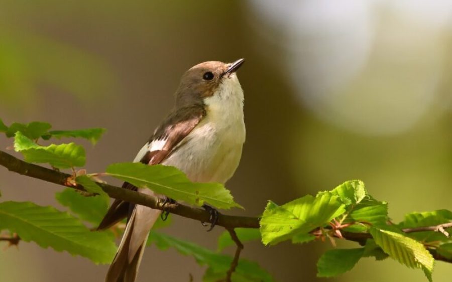 fb-Gemeente-Boekel-aspect-ratio-800-500