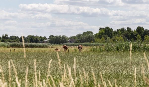 gemeente-Gemert-Bakel-aspect-ratio-800-500