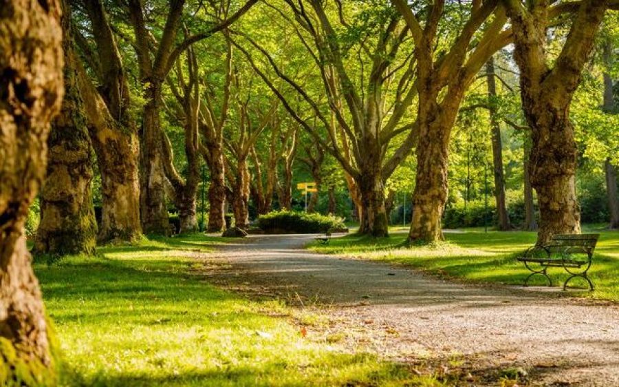 groenonderhoud-door-particulieren.700x400-1-aspect-ratio-800-500