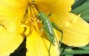 grote-groene-sabelsprinkhaan-1-scaled-aspect-ratio-800-500
