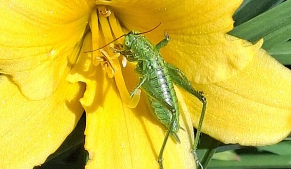 grote-groene-sabelsprinkhaan-1-scaled-aspect-ratio-800-500