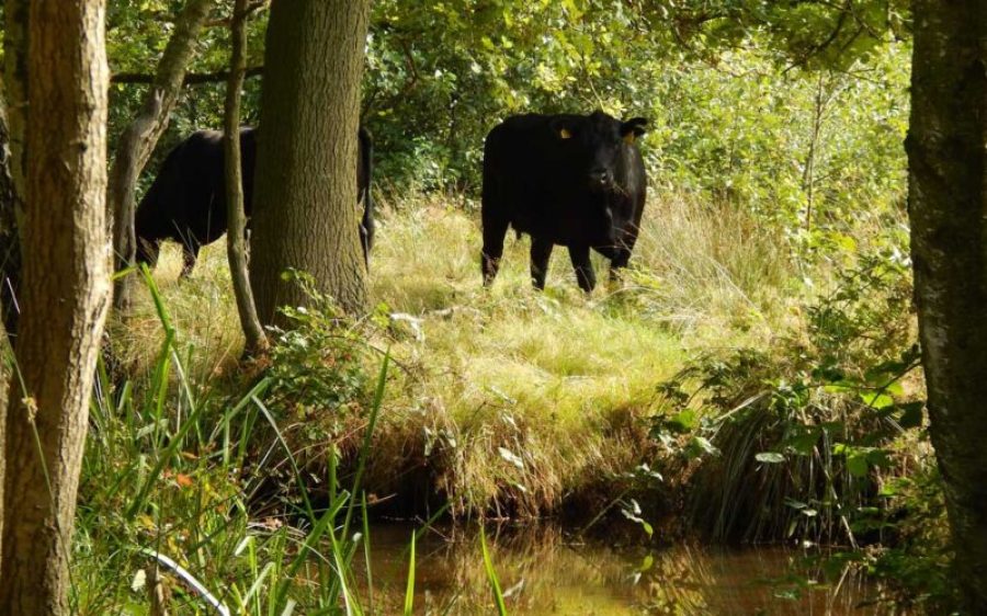 grotelsche-heide-kudde-aberdeen-aspect-ratio-800-500