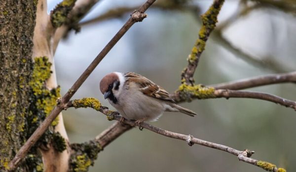 hapr80-house-sparrow-7129002_1280-aspect-ratio-800-500