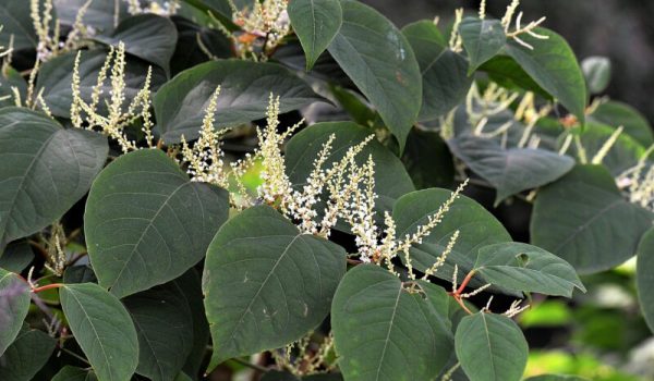 hoerwin56-knotweed-2699120_1920-aspect-ratio-800-500