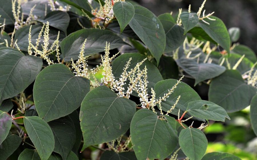 hoerwin56-knotweed-2699120_1920-aspect-ratio-800-500