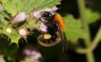 hommel-lezing-aspect-ratio-800-500