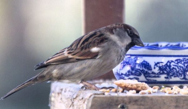 huismus-2-aspect-ratio-800-500